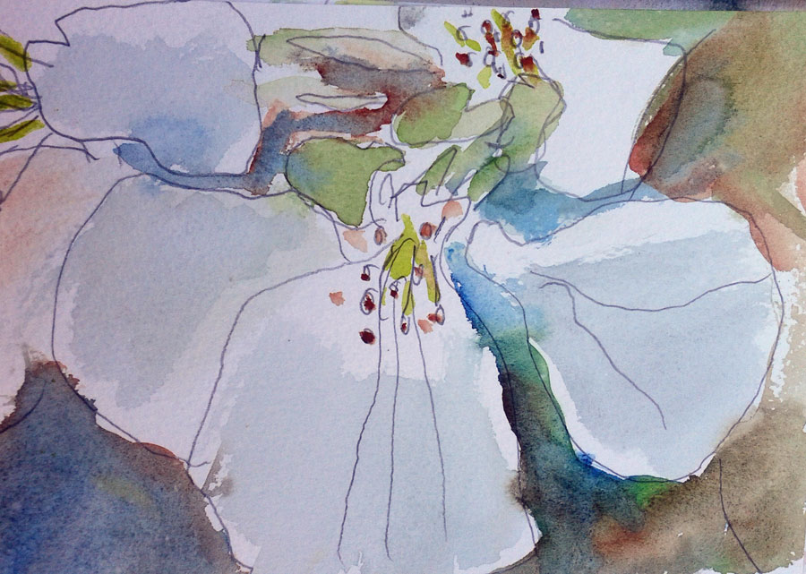 �ppelblom