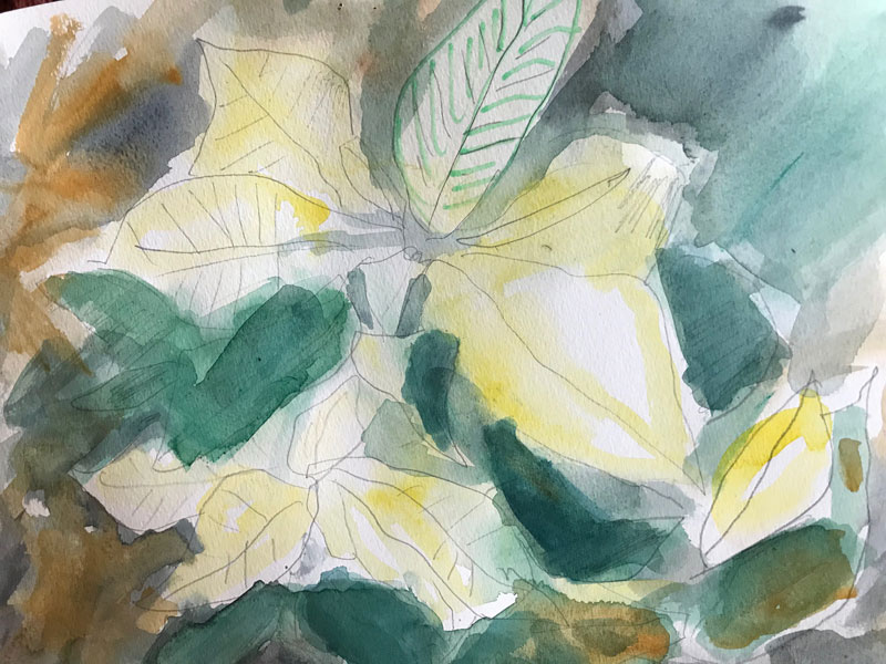 Vit julstj�rna